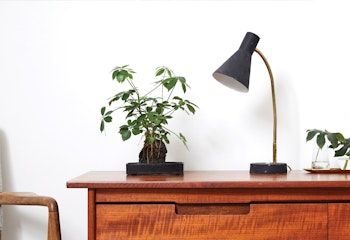 Patch on The Best Plants for Your Home-Working Space 