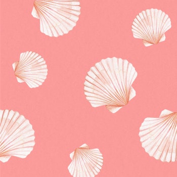 A Love Letter To... Shells