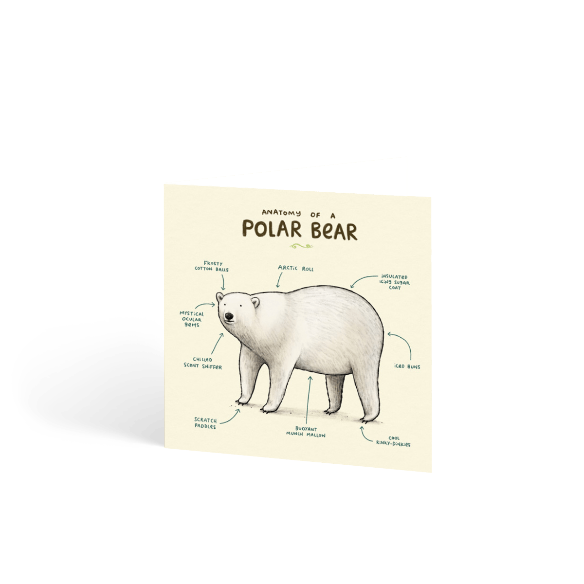 Anatomy of a Polar Bear