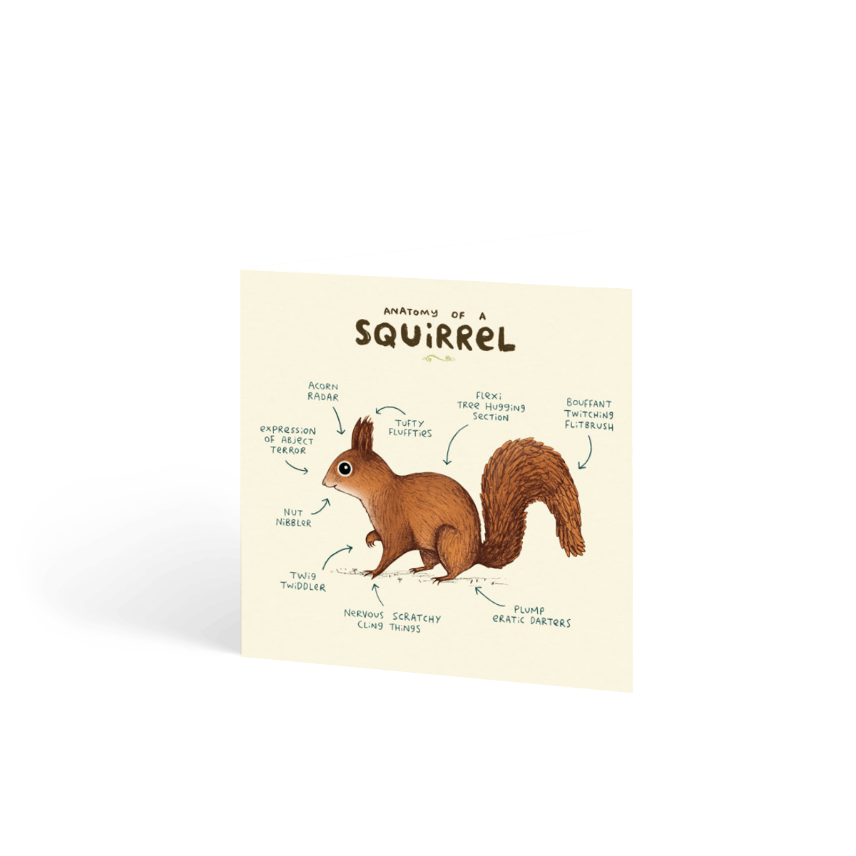 Anatomy Of A Squirrel