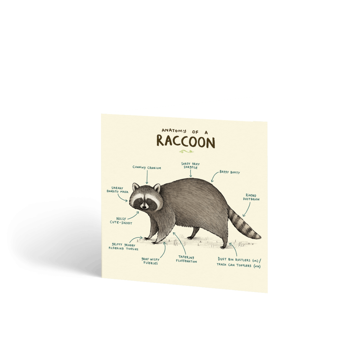Anatomy of a Raccoon