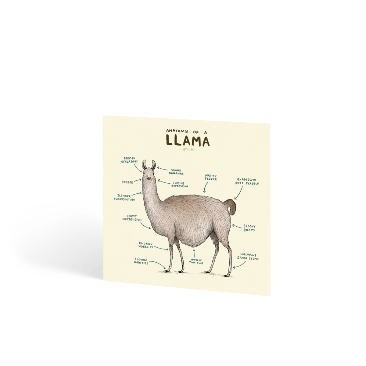 Anatomy of a Llama