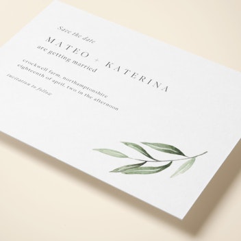 Olive Sprig