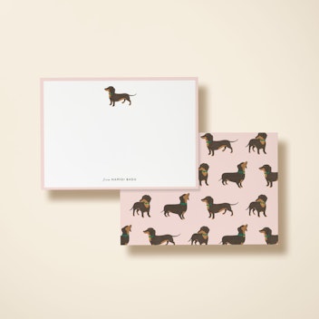 Dachshund